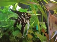 Grajewo ogłoszenia: Witam. Sprzedam 2 skalary wymiary ok. 15cm. 40zl za dwie sztuki. - zdjęcie